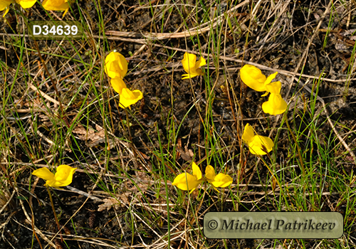 Horned Bladderwort (Utricularia cornuta)